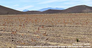 Territorialidad y fronteras en los aymaras de Tarapacá en  Chile